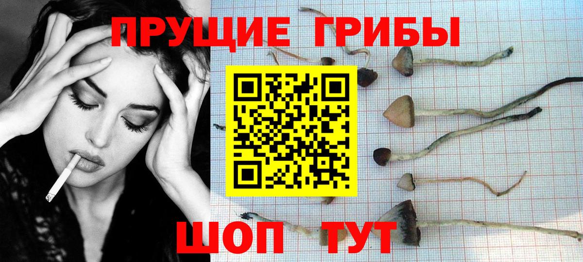 Курчатов  цена   Вход с VPN  Псилоцибиновые грибы прущие грибы 
