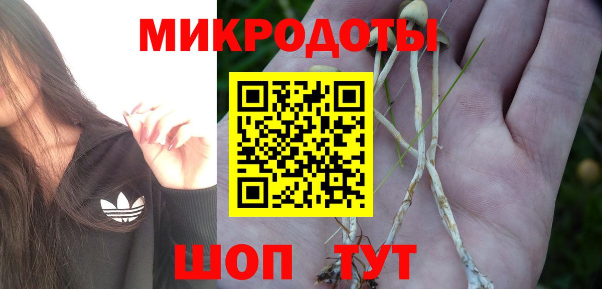 Галлюциногенные грибы Psilocybe Курчатов